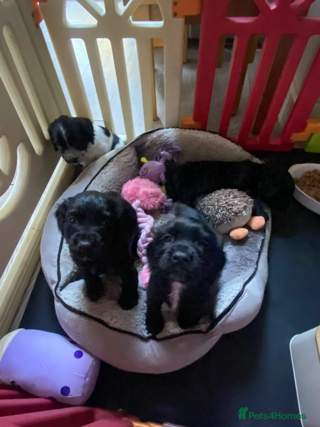 Cocker Spaniel dogs for sale: Health tested KC cocker spaniel puppies in Wigan - Advert 8