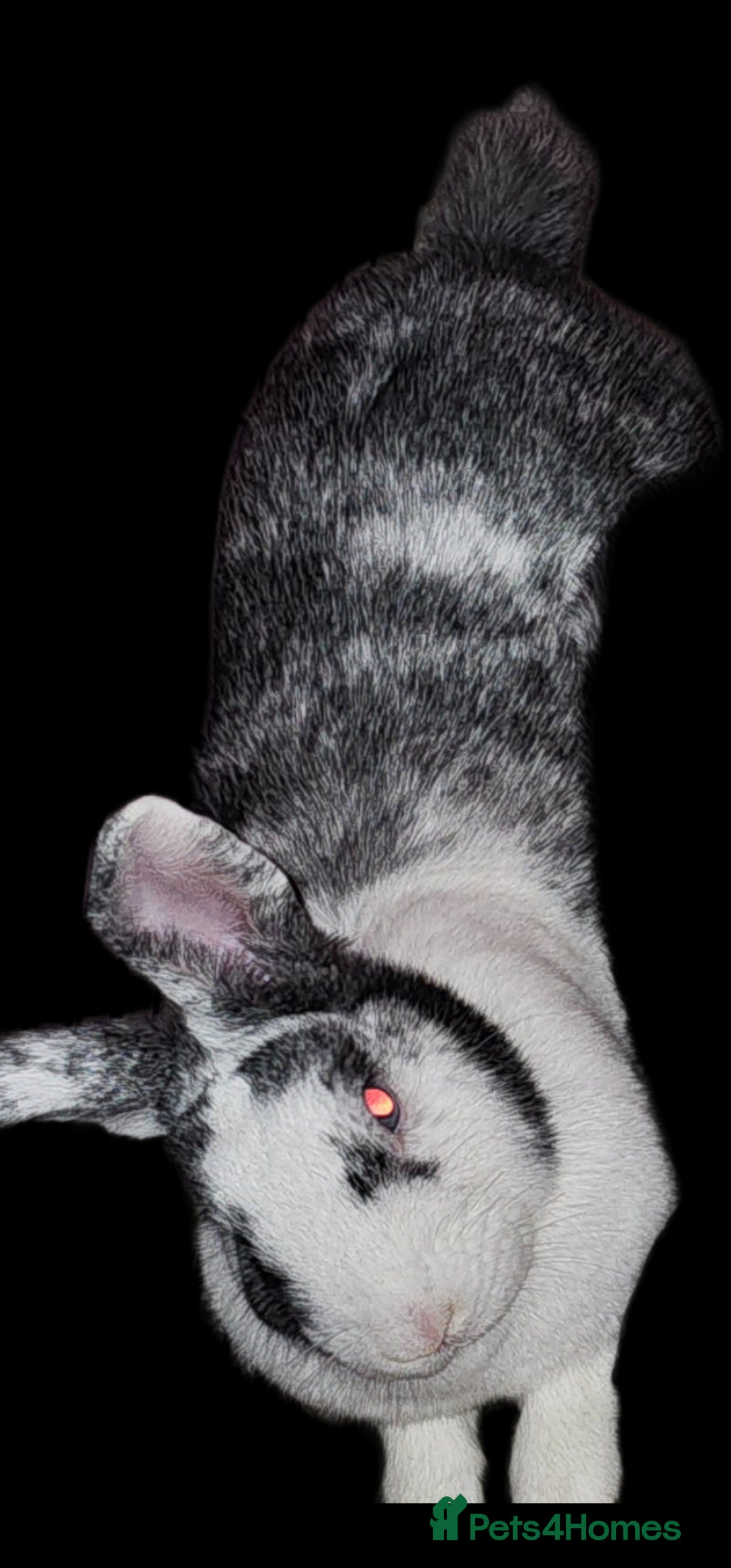 Harlequin rabbits for sale: Female and male rabbit for rehoming.  - Advert 6