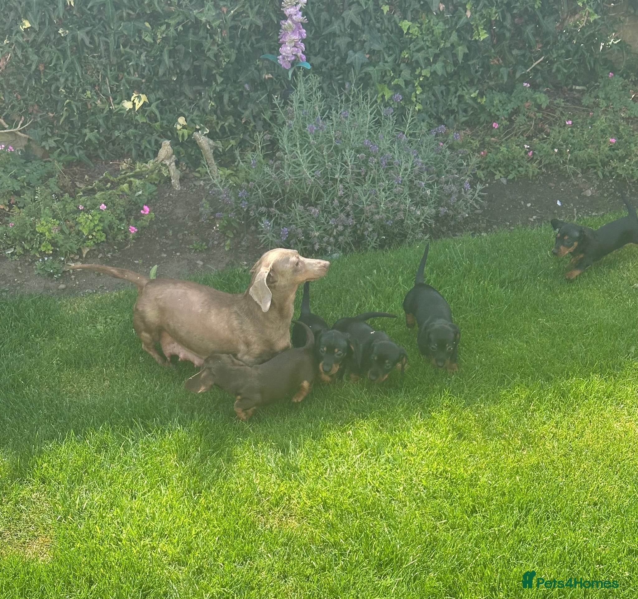Miniature Dachshund dogs Gorgeous KC reg miniature dachshund puppies  - Advert 1