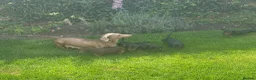 Miniature Dachshund dogs for sale: Gorgeous KC reg miniature dachshund puppies  - Advert 1