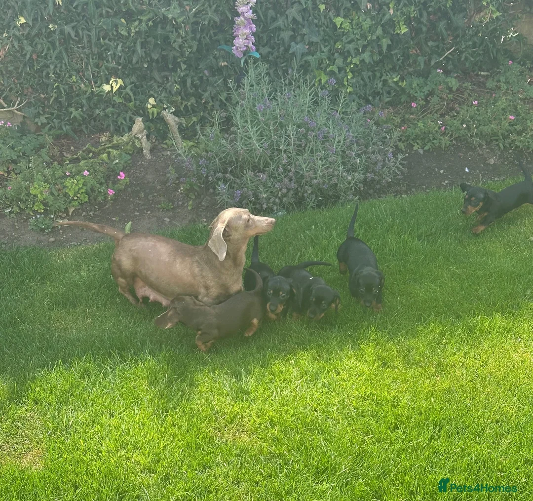 Miniature Dachshund dogs for sale: Gorgeous KC reg miniature dachshund puppies  - Advert 1