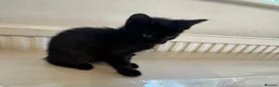 Mixed Breed cats for sale: Kittens for sale - Advert 4