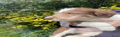 Bearded Collie 8