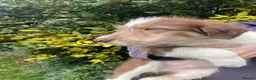 Bearded Collie dogs for sale: Beautiful bouncing Beardies  - Advert 3