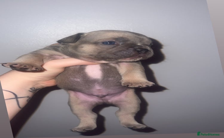 French Bulldog dogs - Advert 2