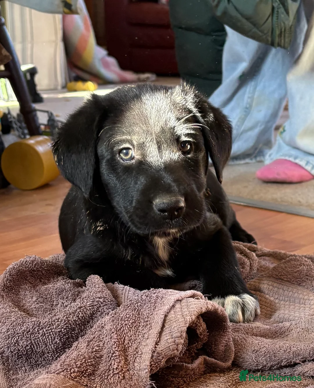 Borador dogs for sale: Beautiful Collie x Labrador puppies  - Advert 10