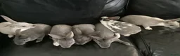 Rex rabbits for sale: Mini rex - Advert 7