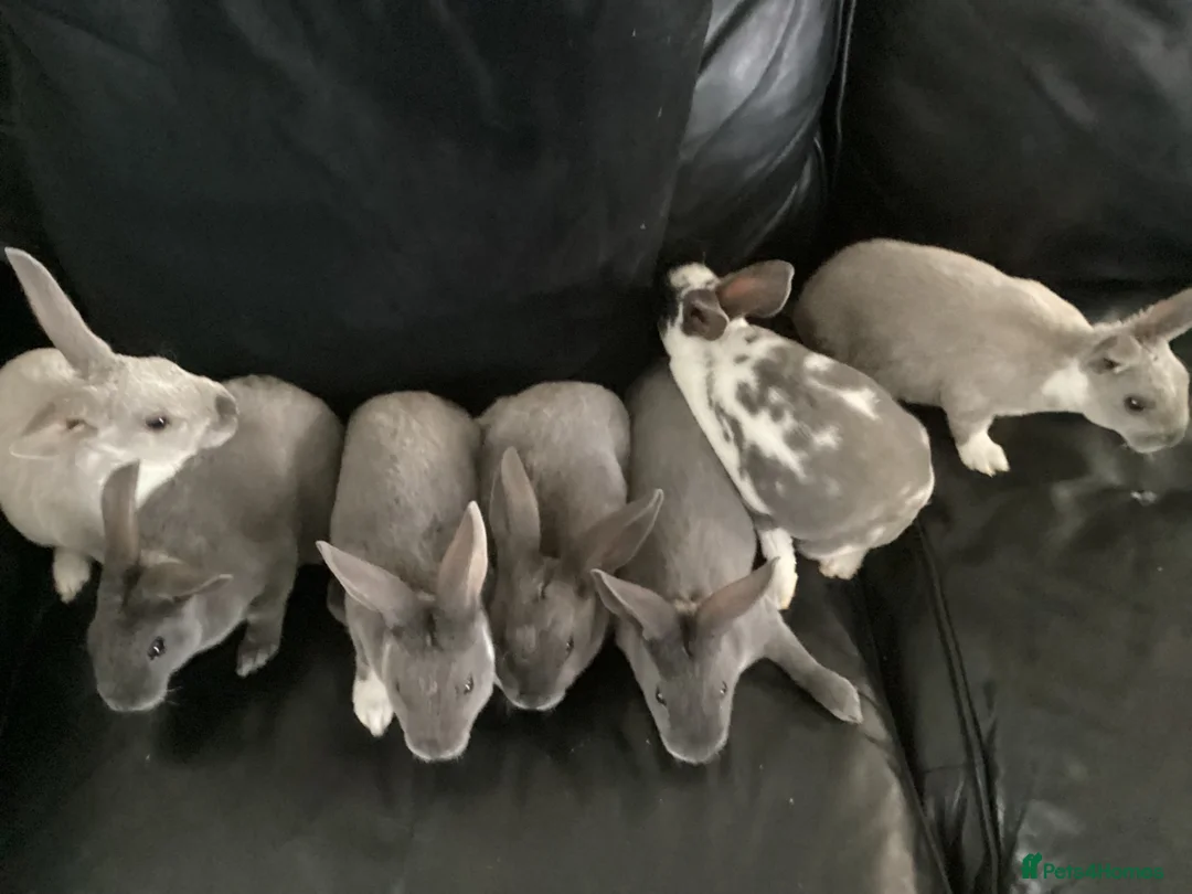 Rex rabbits for sale: Mini rex - Advert 7