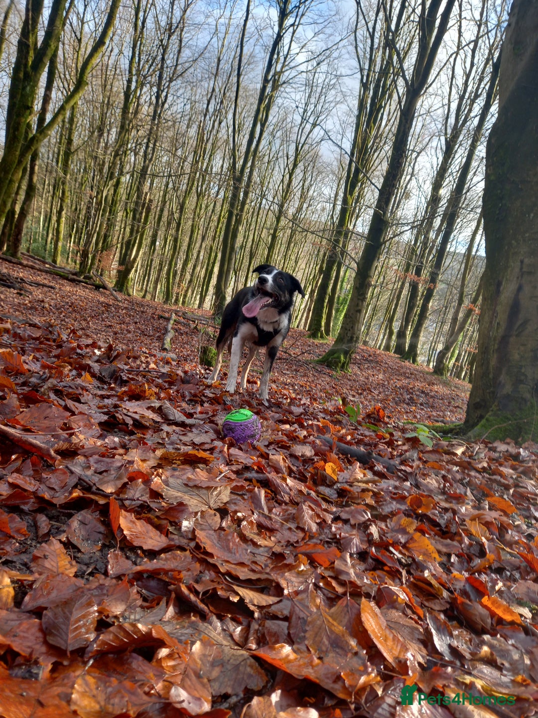 Border Collie dogs for sale: Border collie - Advert 5