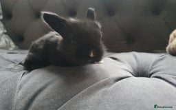 Lionhead rabbits for sale: Baby bunny's mixed lionhead /northern dwaf - Image 13