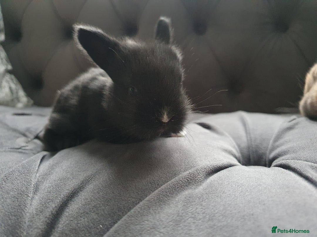 Lionhead rabbits for sale: Baby bunny's mixed lionhead /northern dwaf - Image 13