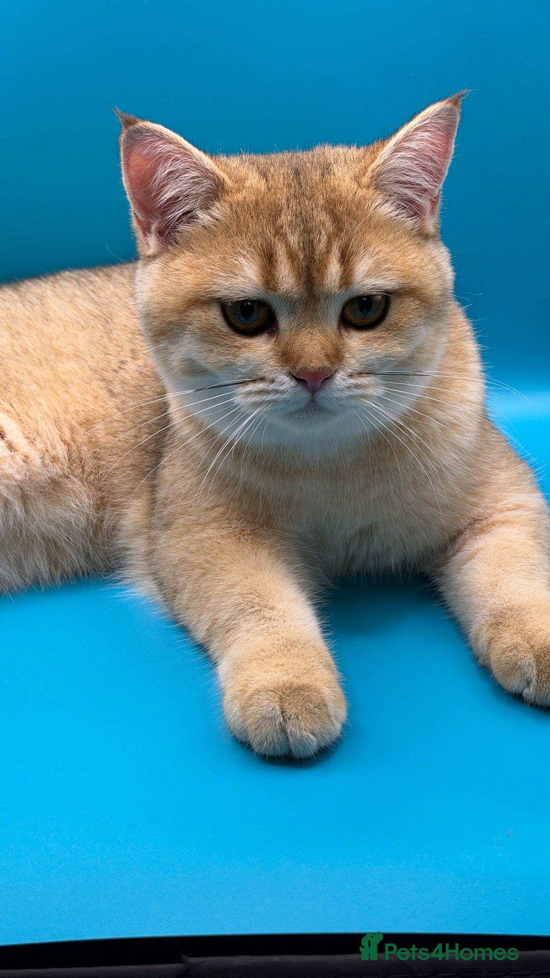 British Shorthair cats GCCF BSH NY12 GOLDEN KITTEN ONE GIRL LEFT  - Advert 15