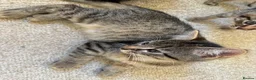 Mixed Breed cats for sale: 4 gorgeous striped black / grey tabby kittens - Advert 12