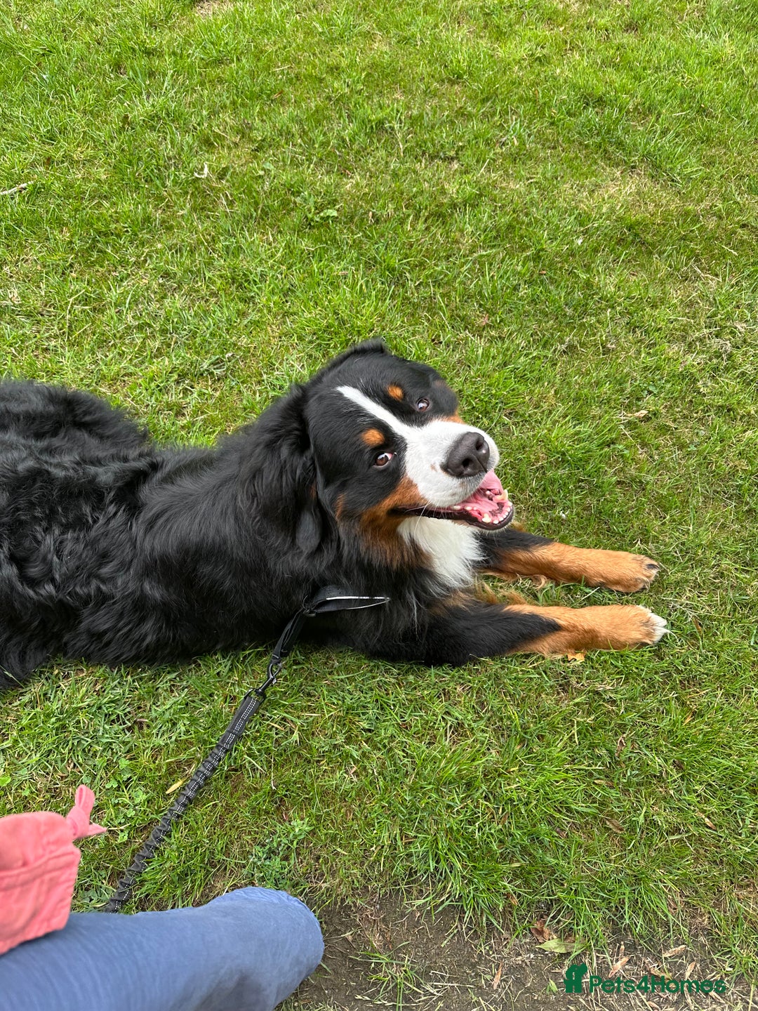 Bernese Mountain Dog dogs for stud: Handsome KC-Registered Bernese Mountain Dog  - Advert 14