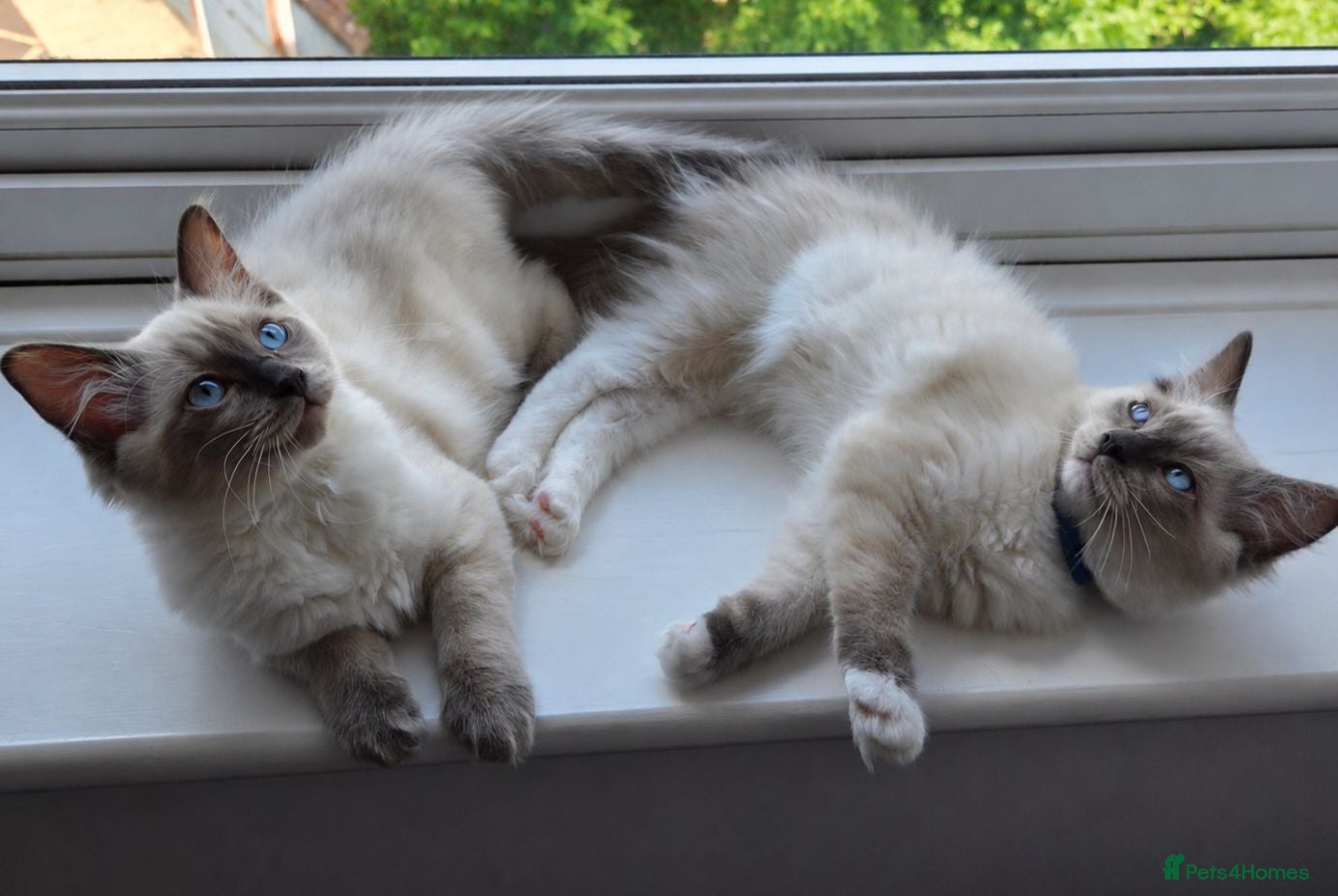Ragdoll cats 🐾 Ragdoll Kittens Ready now !  - Advert 10