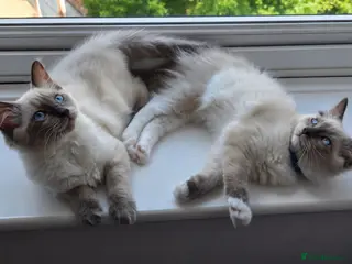 Ragdoll cats 🐾 Ragdoll Kittens Ready now ! - Advert 10