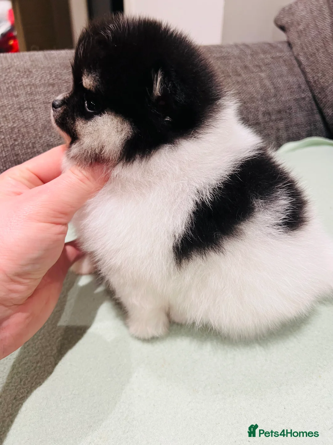 Pomeranian dogs for sale: STUNNING ONE OF A KIND ADULT POM  - Advert 5