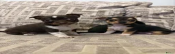 Chihuahua dogs for sale: Chihuahua puppies in Tilbury - Advert 6