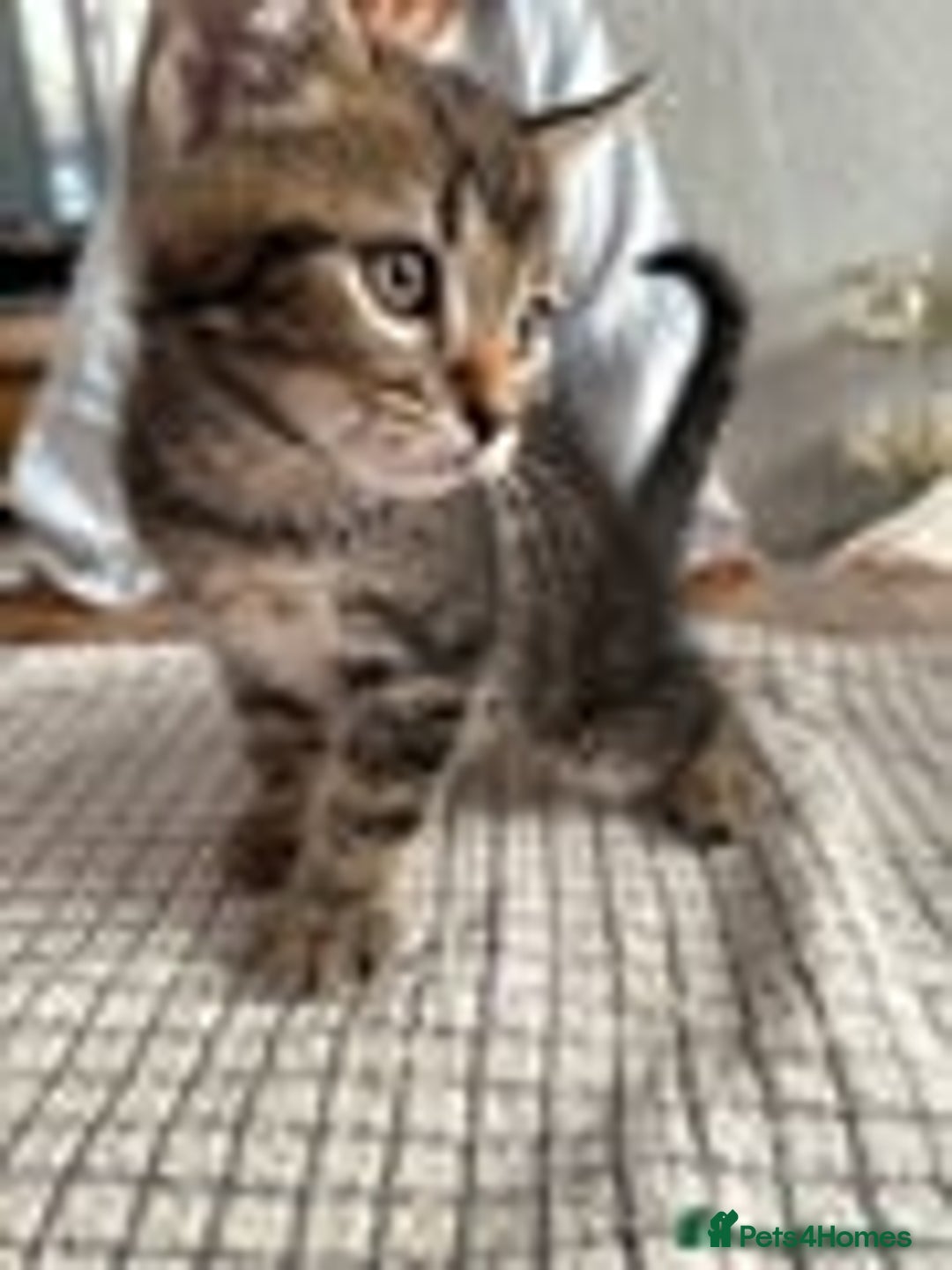 Mixed Breed cats for sale: 4 kittens for sale  - Image 4