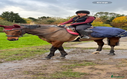 English Thoroughbred horses for sale: X2 safe stunning geldings alrounders - Image 2