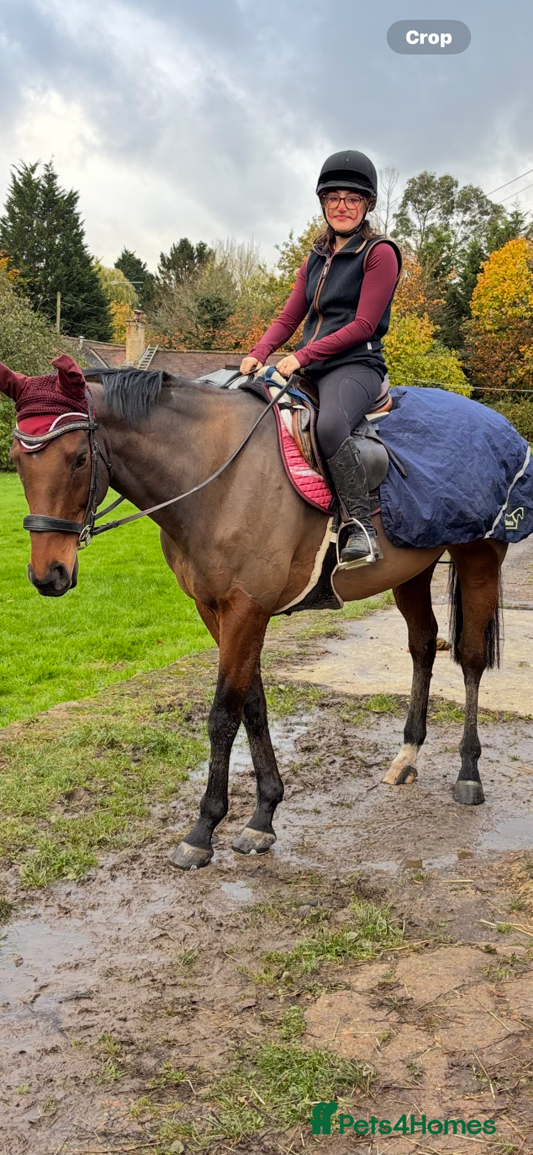 English Thoroughbred horses for sale: X2 safe stunning geldings alrounders - Image 2