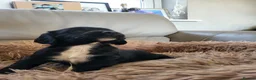Cocker Spaniel dogs for sale: Kc reg cocker puppies  - Advert 7