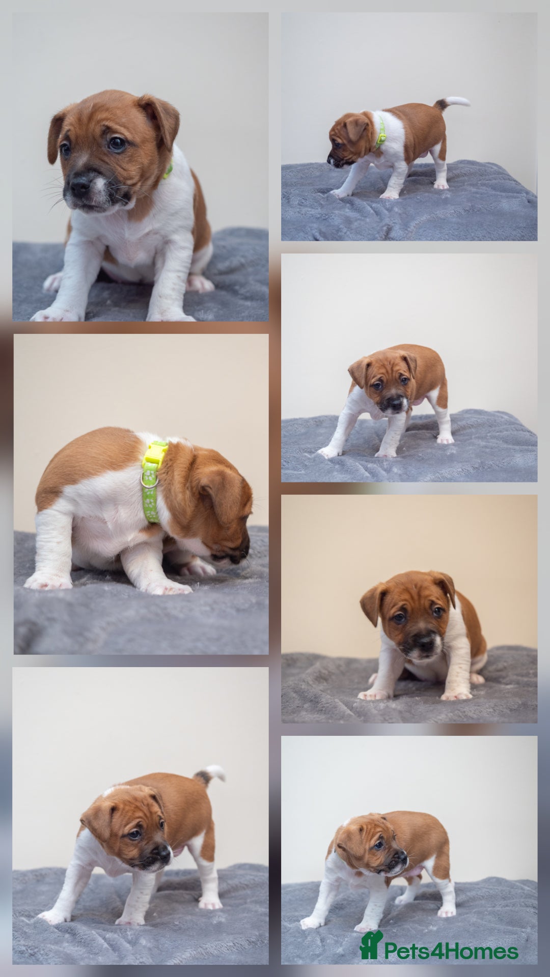 Plummer Terrier dogs for sale: Lovely Plummer Pupps - Advert 16