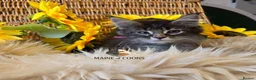 Maine Coon cats for sale: Maine coon kittens - Advert 22