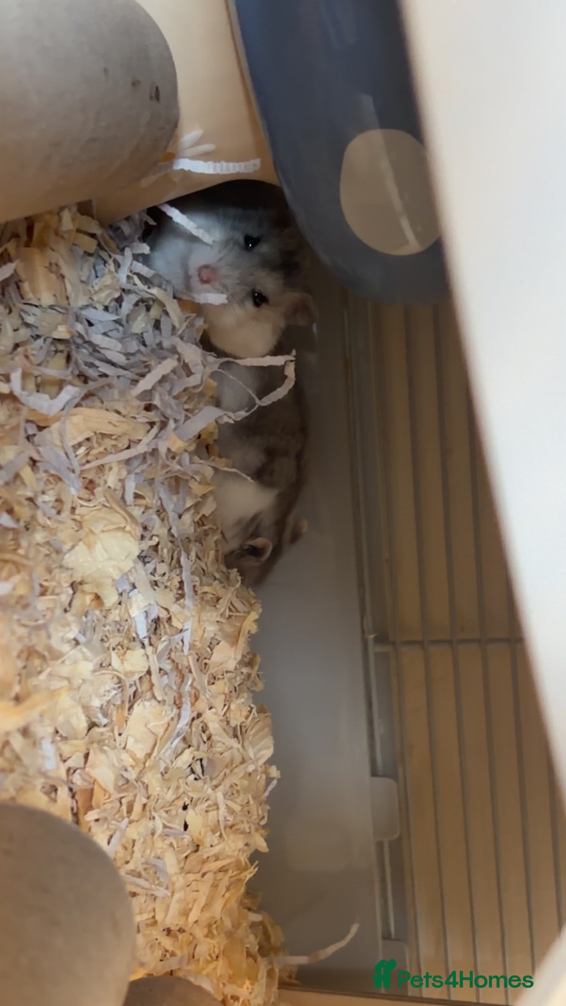 Hamster rodents 2 Russian dwarf hamsters  - Advert 1