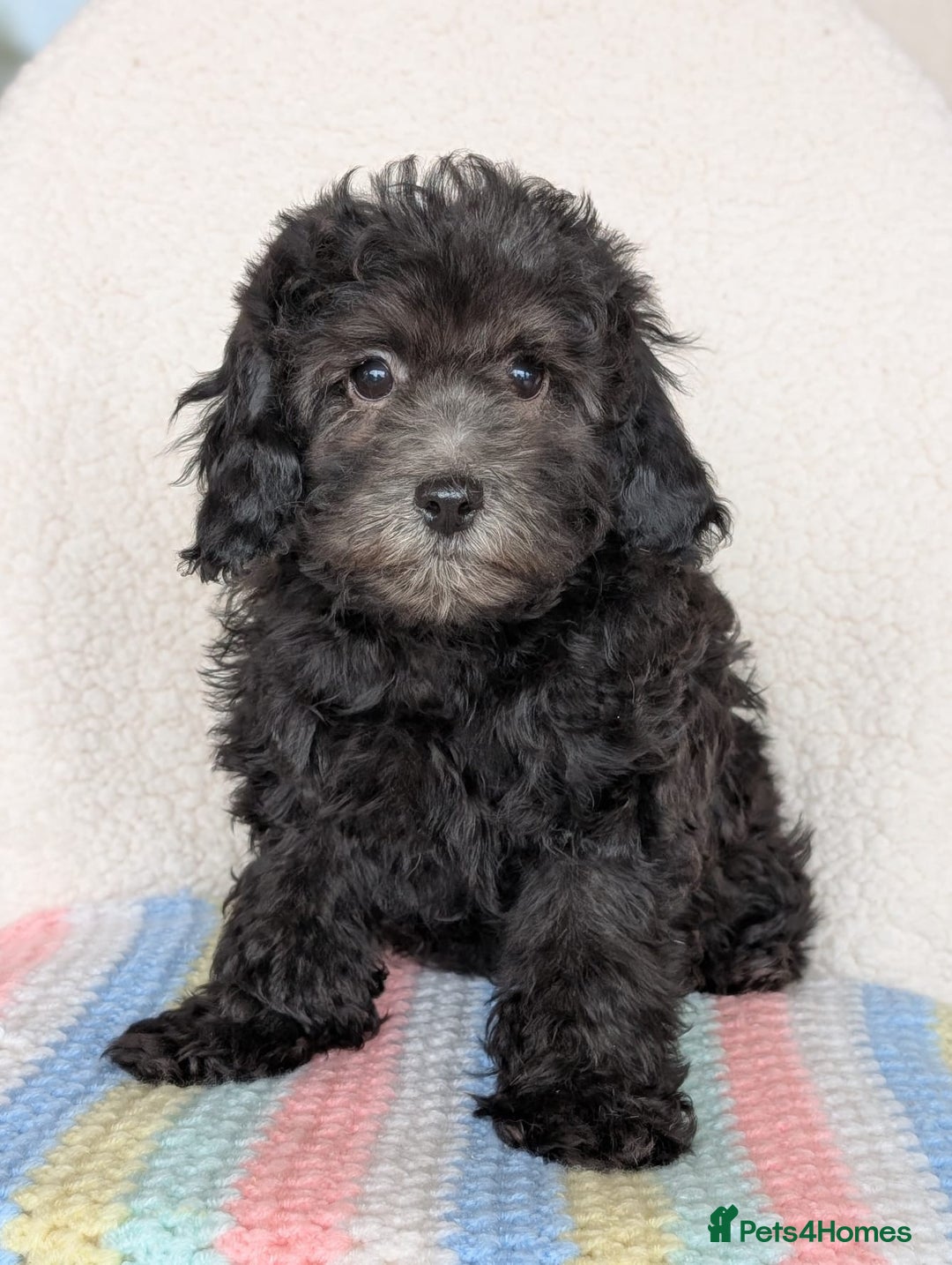 Cavapoo dogs for sale: Adorable Cavapoo puppies - Advert 4