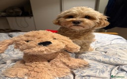 Cavapoo dogs for sale: 6 Beautiful Toy Cavapoo Girls  - Image 32