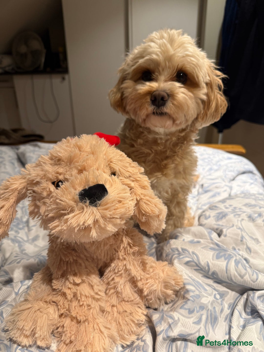 Cavapoo dogs for sale: 6 Beautiful Toy Cavapoo Girls  - Image 32
