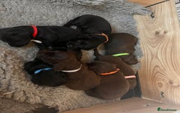 Cocker Spaniel dogs for stud: Proven Working Cocker Spaniel Stud  in Swansea - Image 10