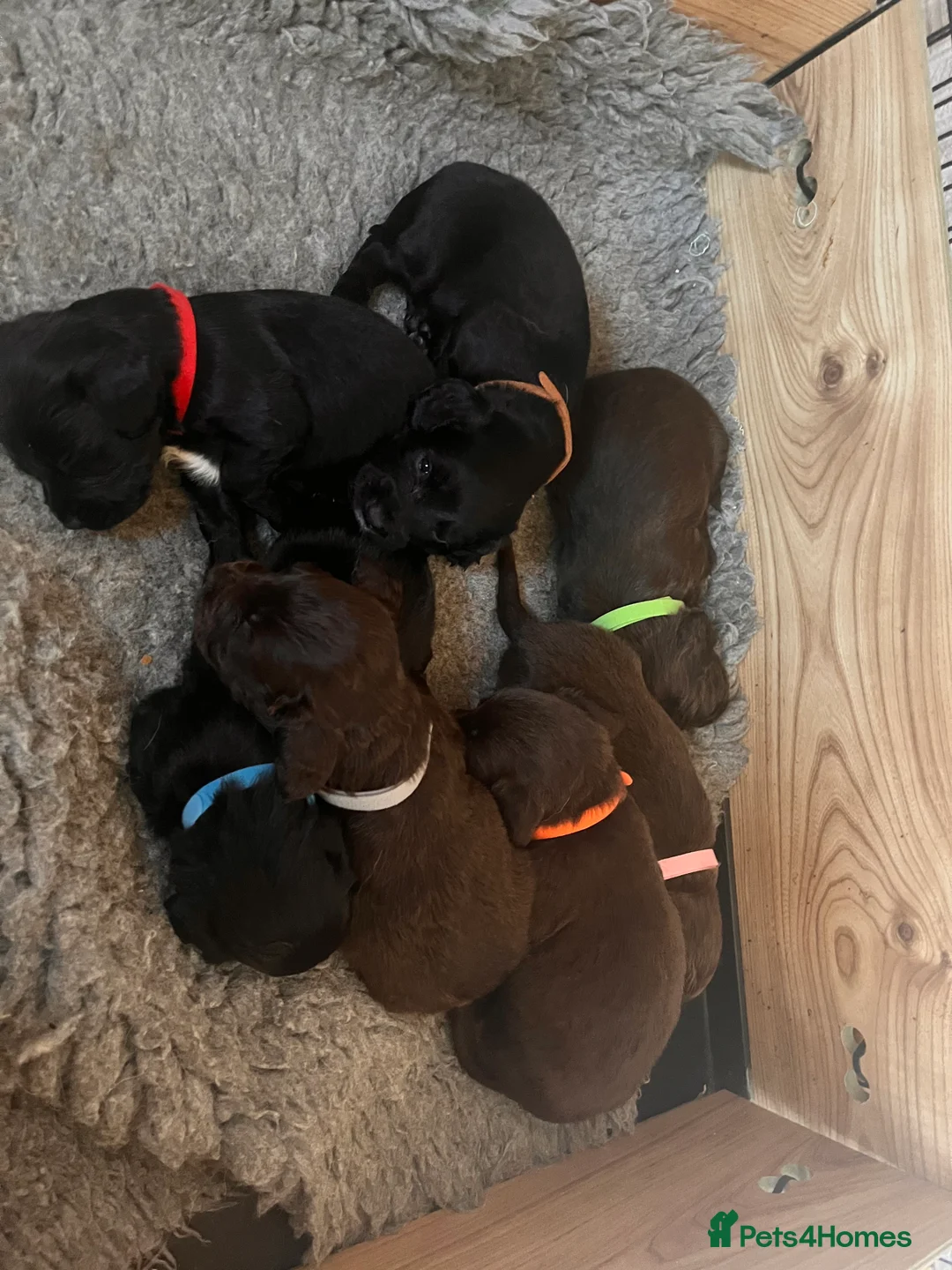 Cocker Spaniel dogs for stud: Proven Working Cocker Spaniel Stud  in Swansea - Advert 10