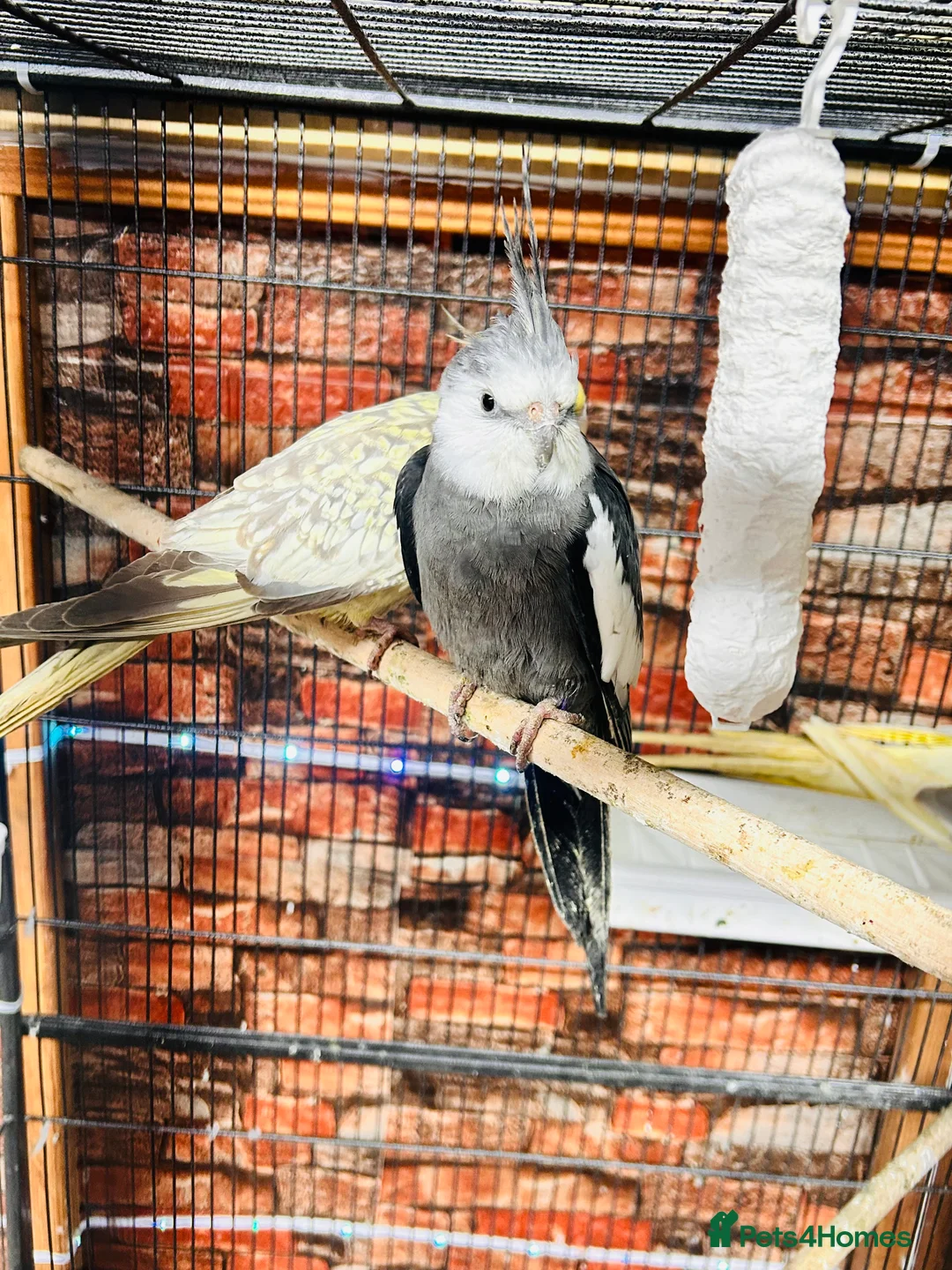 Cockatiels birds for sale: Various cockateils for sale  - Advert 7