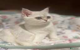 Scottish Fold cats for sale: Kittens 5  - Image 21