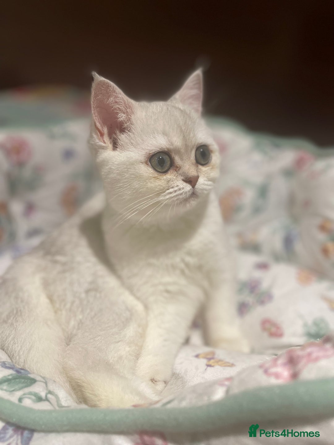 Scottish Fold cats for sale: Kittens 5  - Image 21