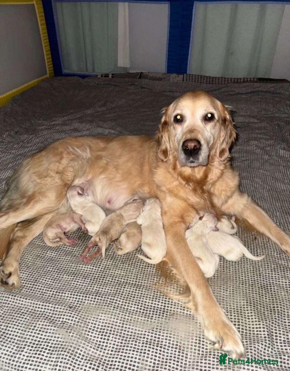 Golden Retriever dogs ✨CHUNKY✨ Golden retriever puppies~Top Quality  - Advert 5