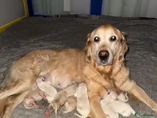 Golden Retriever dogs ✨CHUNKY✨ Golden retriever puppies~Top Quality - Advert 5