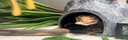 Leopard Gecko reptiles for sale: Sweet female leopard gecko! in Norwich - Advert 2