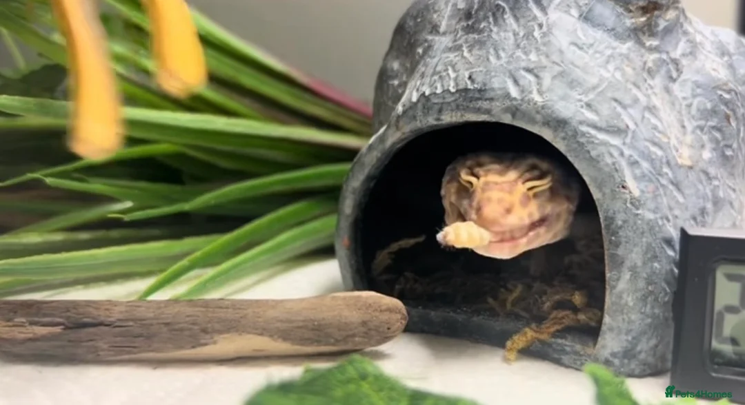 Leopard Gecko reptiles for sale: Sweet female leopard gecko! in Norwich - Advert 2