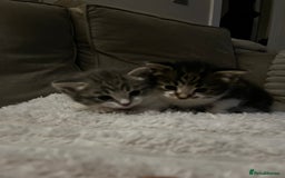 Mixed Breed cats for sale: Beautiful kittens available now  - Image 6