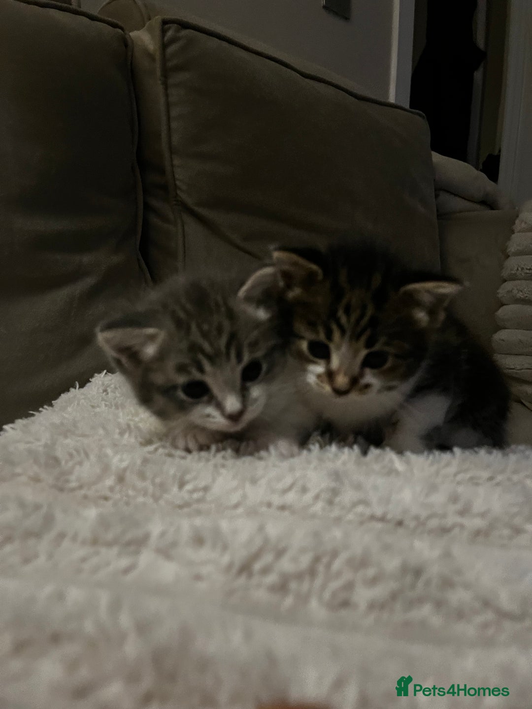 Mixed Breed cats for sale: Beautiful kittens available now  - Image 6
