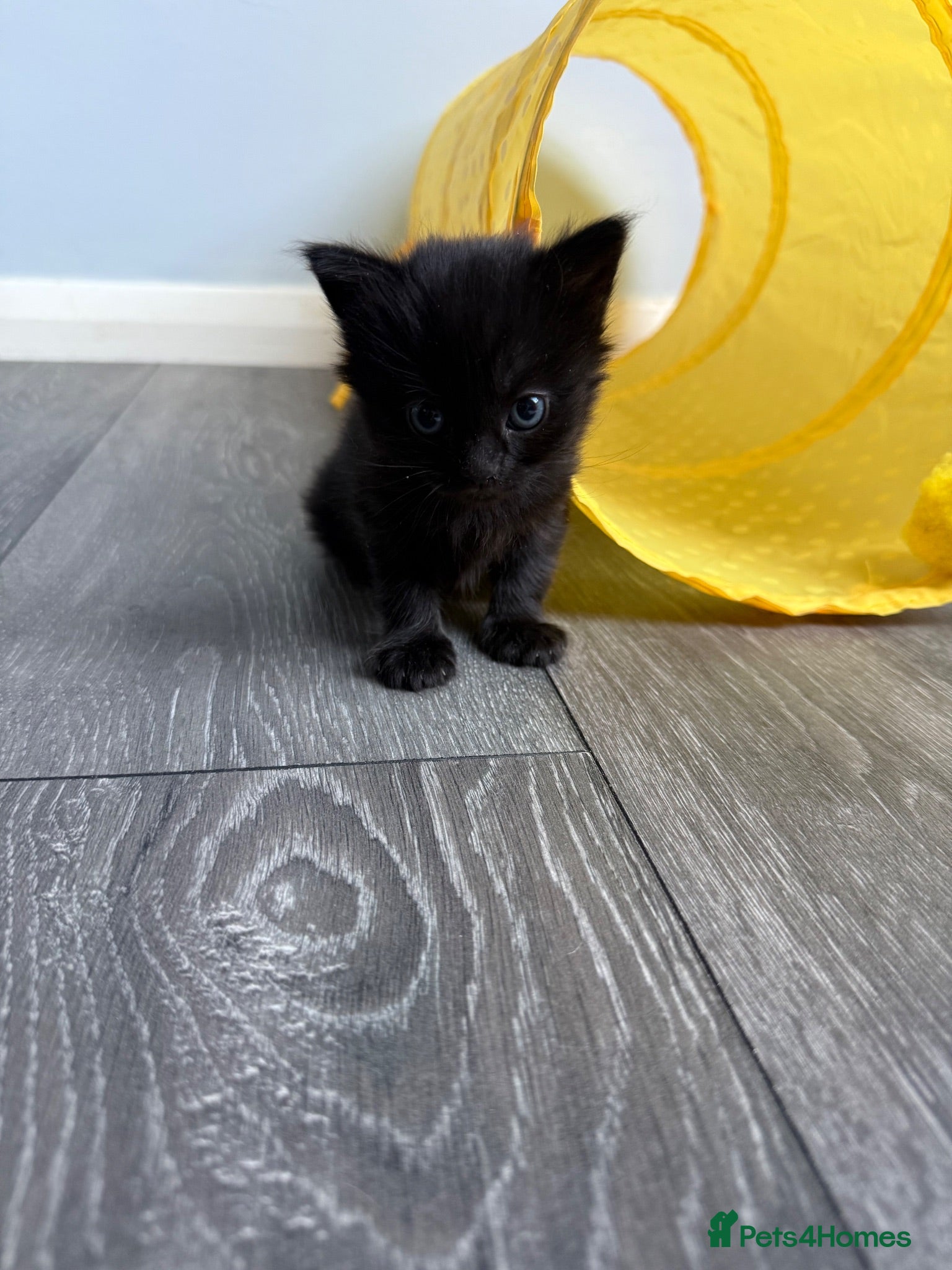 Domestic Shorthair cats 4 gorgeous kittens - Advert 23