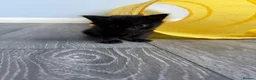 Domestic Shorthair cats for sale: 1 gorgeous female domestic short hair  - Advert 4