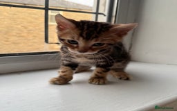 Bengal cats for sale: 6 Stunning Bengal kittens - Image 19