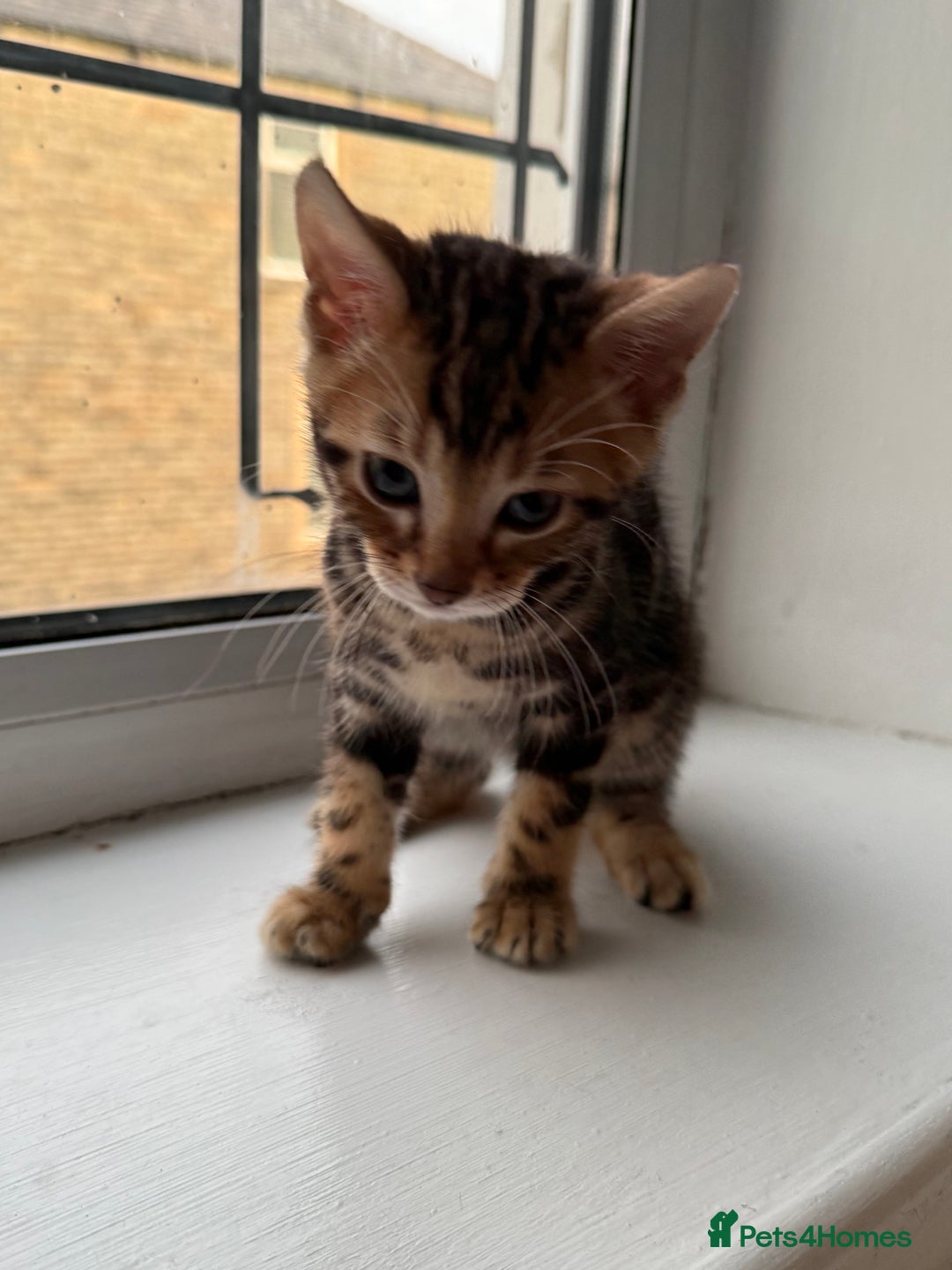 Bengal cats for sale: 6 Stunning Bengal kittens - Image 19