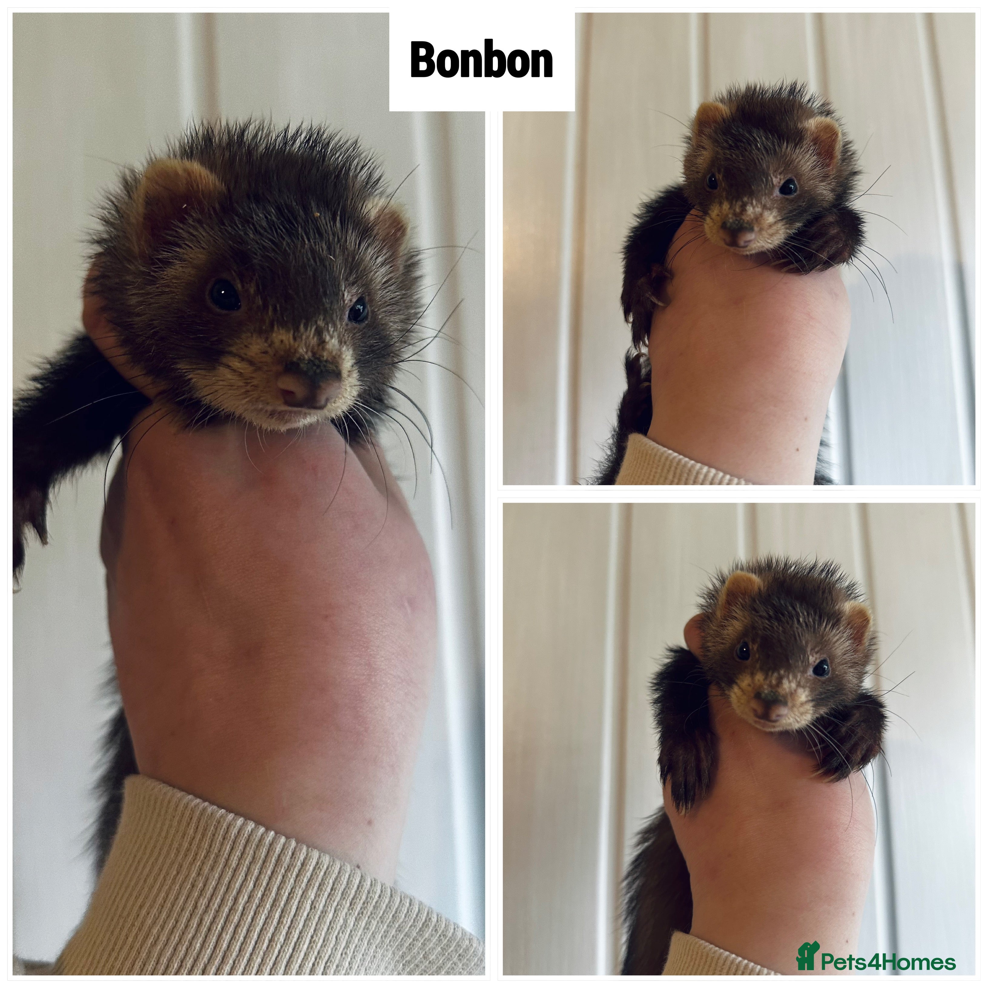 Ferret rodents Semi & Full Angora Ferrets - Individually priced - Advert 1