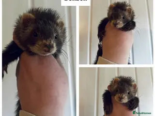 Ferret rodents Semi & Full Angora Ferrets - Individually priced - Advert 1