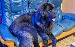Mixed Breed dogs for sale: 🐾Loving Home Wanted – Newfoundland x St Bernard🐾 - Image 2